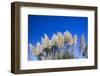 Pampas grass, Cannon Beach, Oregon, USA-Panoramic Images-Framed Photographic Print