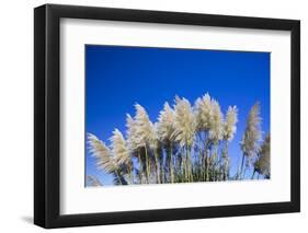 Pampas grass, Cannon Beach, Oregon, USA-Panoramic Images-Framed Photographic Print