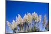 Pampas grass, Cannon Beach, Oregon, USA-Panoramic Images-Mounted Photographic Print