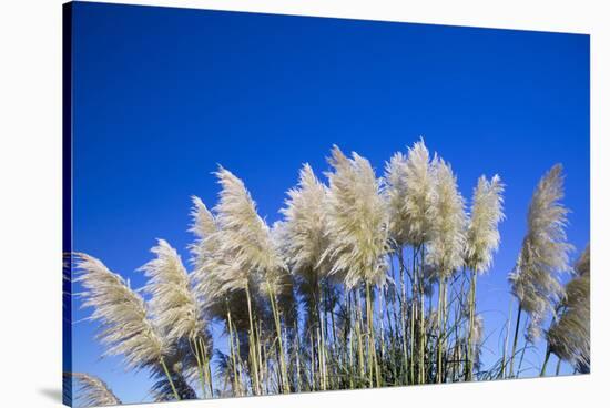 Pampas grass, Cannon Beach, Oregon, USA-Panoramic Images-Stretched Canvas