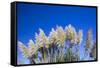 Pampas grass, Cannon Beach, Oregon, USA-Panoramic Images-Framed Stretched Canvas