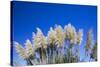 Pampas grass, Cannon Beach, Oregon, USA-Panoramic Images-Stretched Canvas