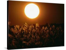 Pampas Grass Fields at Autumn Sunset, Ehime, Shikoku, Japan-null-Stretched Canvas