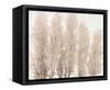 Pampas Grass I-Tim OToole-Framed Stretched Canvas