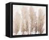 Pampas Grass II-Tim OToole-Framed Stretched Canvas