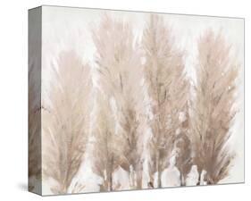 Pampas Grass II-Tim OToole-Stretched Canvas