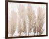 Pampas Grass II-Tim OToole-Framed Art Print