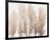 Pampas Grass II-Tim OToole-Framed Art Print