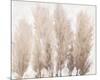 Pampas Grass II-Tim OToole-Mounted Art Print