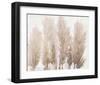 Pampas Grass II-Tim OToole-Framed Art Print