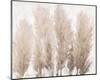 Pampas Grass II-Tim OToole-Mounted Art Print