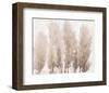 Pampas Grass II-Tim OToole-Framed Art Print