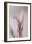 Pampas Grass-1x Studio III-Framed Photographic Print