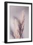 Pampas Grass-1x Studio III-Framed Photographic Print