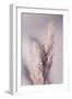 Pampas Grass-1x Studio III-Framed Photographic Print