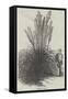 Pampas Grass-null-Framed Stretched Canvas