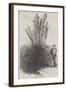 Pampas Grass-null-Framed Giclee Print