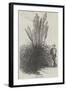 Pampas Grass-null-Framed Giclee Print