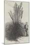 Pampas Grass-null-Mounted Giclee Print