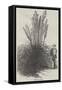 Pampas Grass-null-Framed Stretched Canvas