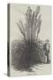 Pampas Grass-null-Stretched Canvas