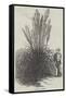 Pampas Grass-null-Framed Stretched Canvas