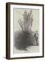 Pampas Grass-null-Framed Giclee Print