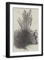 Pampas Grass-null-Framed Giclee Print