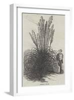 Pampas Grass-null-Framed Giclee Print