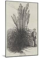 Pampas Grass-null-Mounted Giclee Print