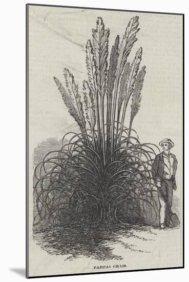 Pampas Grass-null-Mounted Giclee Print