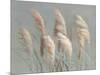 Pampas Grasses on Gray-Danhui Nai-Mounted Art Print