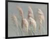 Pampas Grasses on Gray-Danhui Nai-Framed Art Print