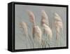 Pampas Grasses on Gray-Danhui Nai-Framed Stretched Canvas