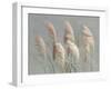 Pampas Grasses on Gray-Danhui Nai-Framed Art Print