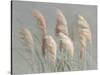 Pampas Grasses on Gray-Danhui Nai-Stretched Canvas