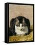 Pampered Pet-Henriette Ronner Knip-Framed Stretched Canvas