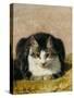 Pampered Pet-Henriette Ronner Knip-Stretched Canvas
