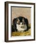 Pampered Pet-Henriette Ronner Knip-Framed Giclee Print