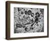 Pan Grease, California, 1976-Brett Weston-Framed Photographic Print