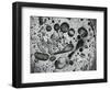 Pan Grease, California, 1976-Brett Weston-Framed Photographic Print