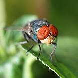 Insect Fly Macro on Leaf-Pan Xunbin-Framed Photographic Print