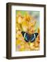 Panacea procilla tropical butterfly on large golden cymbidium orchid-Darrell Gulin-Framed Photographic Print