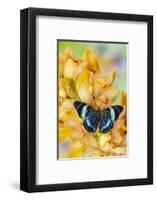 Panacea procilla tropical butterfly on large golden cymbidium orchid-Darrell Gulin-Framed Photographic Print