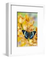 Panacea procilla tropical butterfly on large golden cymbidium orchid-Darrell Gulin-Framed Photographic Print