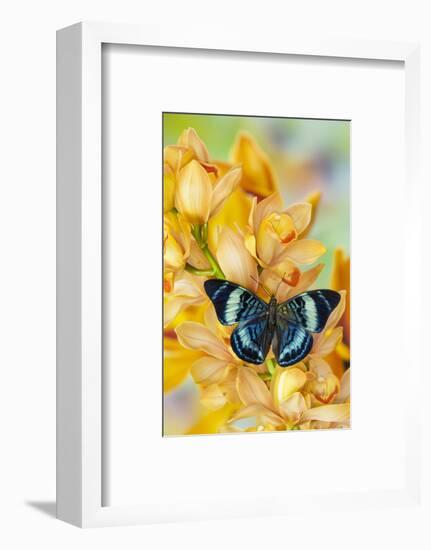 Panacea procilla tropical butterfly on large golden cymbidium orchid-Darrell Gulin-Framed Photographic Print