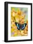 Panacea procilla tropical butterfly on large golden cymbidium orchid-Darrell Gulin-Framed Photographic Print