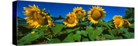 Panache Starburst Sunflowers in a Field, Hood River, Oregon, USA-null-Stretched Canvas
