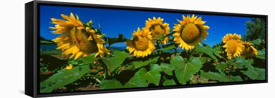 Panache Starburst Sunflowers in a Field, Hood River, Oregon, USA-null-Framed Stretched Canvas