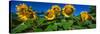 Panache Starburst Sunflowers in a Field, Hood River, Oregon, USA-null-Stretched Canvas